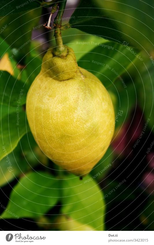 Zitrone am Baum Zitrusfrucht Zitronenbaum Blätter hängen Obst Ernährung Vitamine frisch Lebensmittel Frucht Gesundheit lecker Bioprodukte natürlich vitaminreich