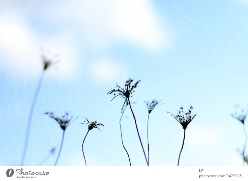 Pflanzen und ein blauer Himmel Natur Sommer Wildpflanze Außenaufnahme natürlich Hintergrundbild Gefühl der Behaglichkeit Zen Wohlgefühl Wohlbefinden Meditation