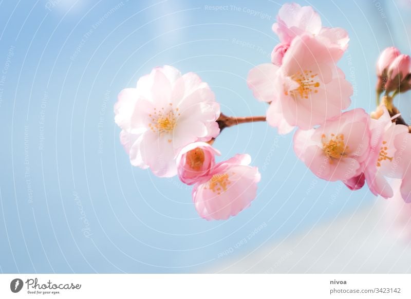 Kirschblüten im Detail Frühling Blüte rosa Schönes Wetter Sonnenlicht Blühend Pflanze Baum Außenaufnahme Natur Farbfoto Park Tag Frühlingsgefühle Menschenleer