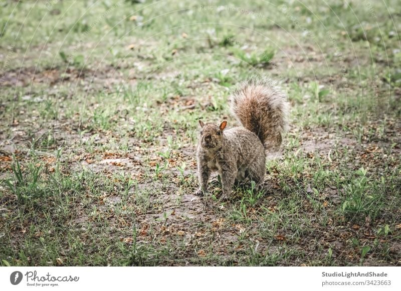 Eichhörnchen in einem Stadtpark Tier Tierwelt pelzig fluffig In die Kamera schauen Großstadt urban Park Rasen Gras Frühling Sommer grün orange neugierig