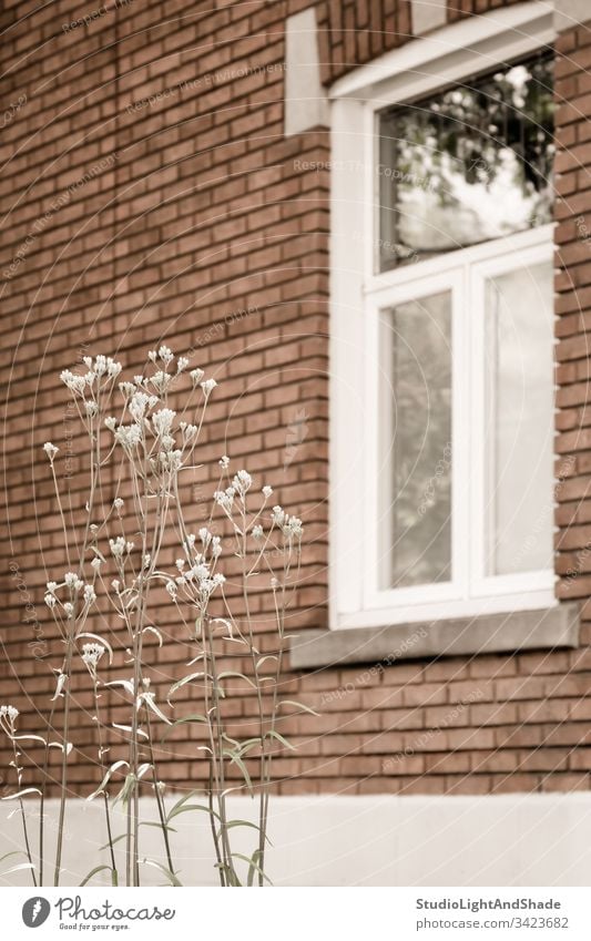 Weiß blühende Pflanze vor einem Backsteinhaus Fenster Rahmen Glas Gebäude Haus heimwärts Baustein Wand Blume Frühling Sommer Blühend Blütezeit Überstrahlung