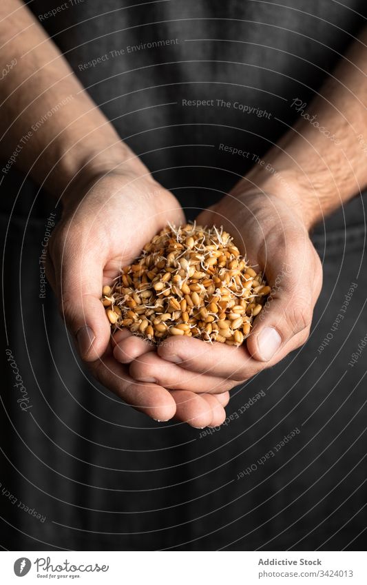 Mann mit aufgekeimten Weizenkörnern Korn sprießen Handvoll natürlich Gesundheit Lebensmittel frisch organisch Bestandteil Ernährung Brot Samen roh Mahlzeit