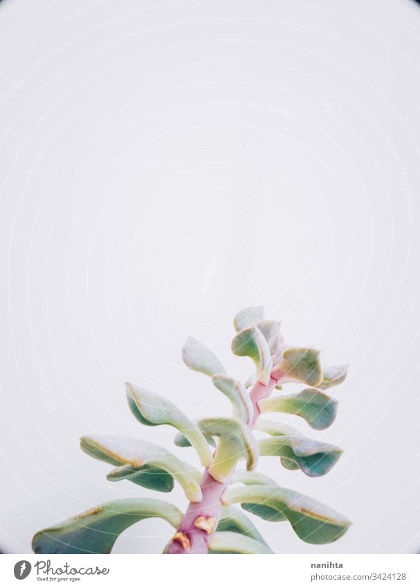Schöne Aufnahme eines Echeveria-Kubikfrostes Sukkulente sukkulente Pflanze plantas Sukkulenten Echeverien Fettpflanzen exotisch schön Dekor