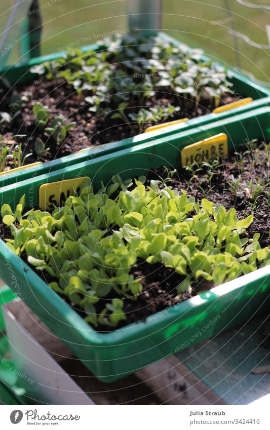 Gemüse-Aussaat im Gewächshaus Salat Möhre Pflanze Erde Boden gartenerde Gartenarbeit Gartenpflanze