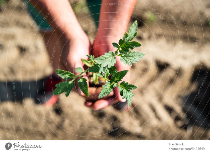 Hände halten Erde und Pflanze Tomate Landwirtschaft Garten Gemüse Gartenarbeit Frühling Boden Bepflanzung Ackerbau Feld Hand Sämlinge Schonung Keimling