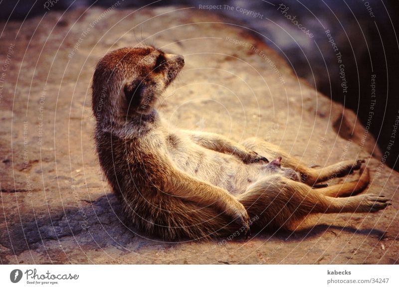 relaxed Erdmännchen Zoo Erholung Wärme künstliche sonne Unanständigkeit