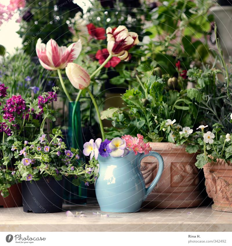 Versammlung Pflanze Frühling Sommer Blume Tulpe Blüte Garten Blühend verblüht mehrfarbig Lebensfreude Frühlingsgefühle Vorfreude Idylle Blumentopf Terrakotta