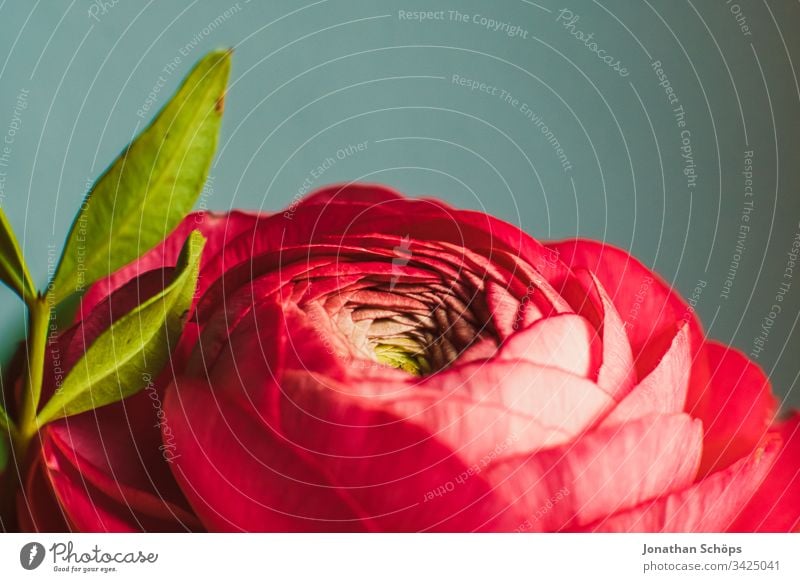 Nahaufnahme von roter Rosa Damascena, Damaszener Rose, Plantae, Rosa auf neutralem Hintergrund Blütezeit Damaszener-Rose Blumenschmuck plantae schön Schönheit