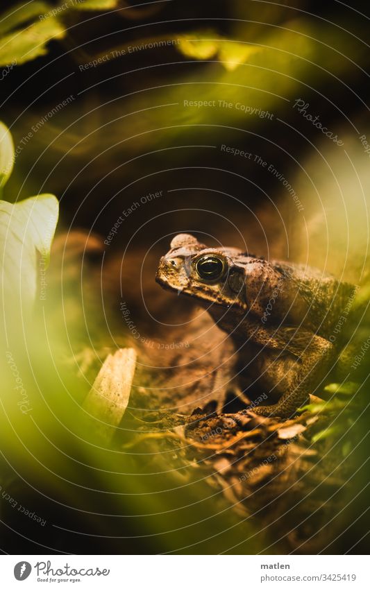 Fröschlein am Boden des Regenwaldes Frosch menschenleer grün braun Blätter Tierportrait Halbprofil Augenkontakt
