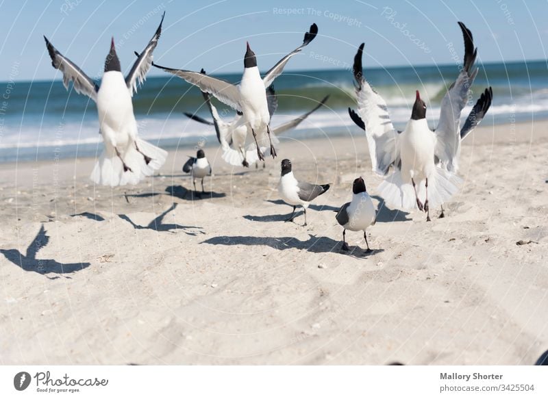Ein Schwarm Möwen springt auf den Strand Vogel Vögel springen springend die Flucht ergreifen aufgeregt Freude Fröhlichkeit Freuen Sie sich vor Freude springen