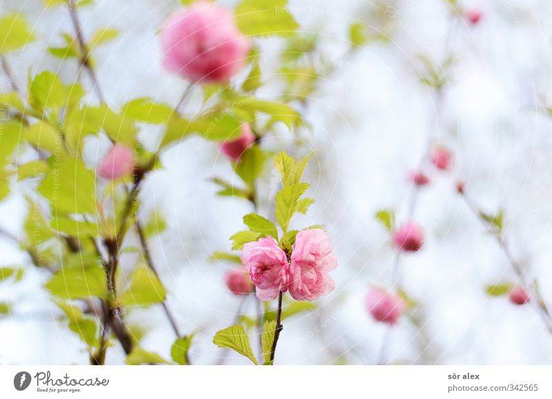 rosa Blüten Umwelt Natur Pflanze Frühling Blume Blatt Strauchrose schön grün Romantik exotisch Liebe positiv Naturliebe Frühlingsgefühle Blühend Garten Farbfoto