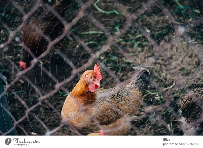 Hahn hinter einem Zaun; Tierhaltung, Freilandhaltung Huhn Bauernhof Legehenne Bio eingesperrt Haushuhn Vogel Außenaufnahme Nutztier Landwirtschaft Farbfoto