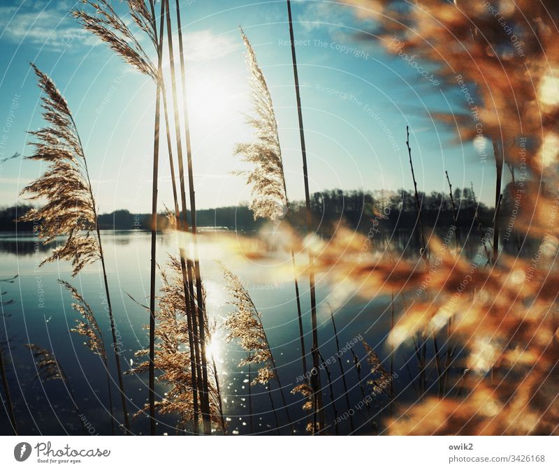 Into the Mystic See Röhricht Sonne leuchten strahlen Natur draußen mystisch geheimnisvoll Außenaufnahme Farbfoto Gegenlicht Menschenleer Idylle Kontrast Wasser