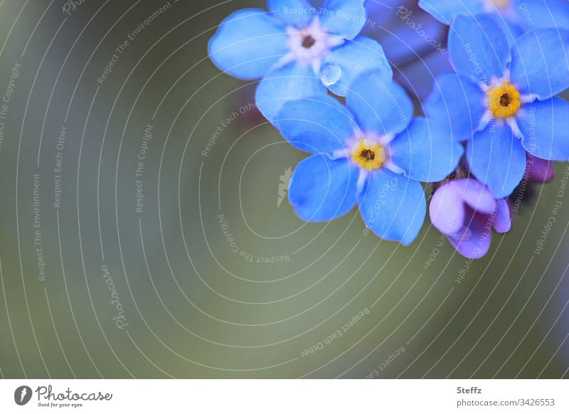 vergiss-die Alten-nicht | corona thoughts Vergißmeinnicht blau Frühlingsblumen Blüte Blume dunkelblau Blühend Natur Umwelt Nahaufnahme natürlich Blumen