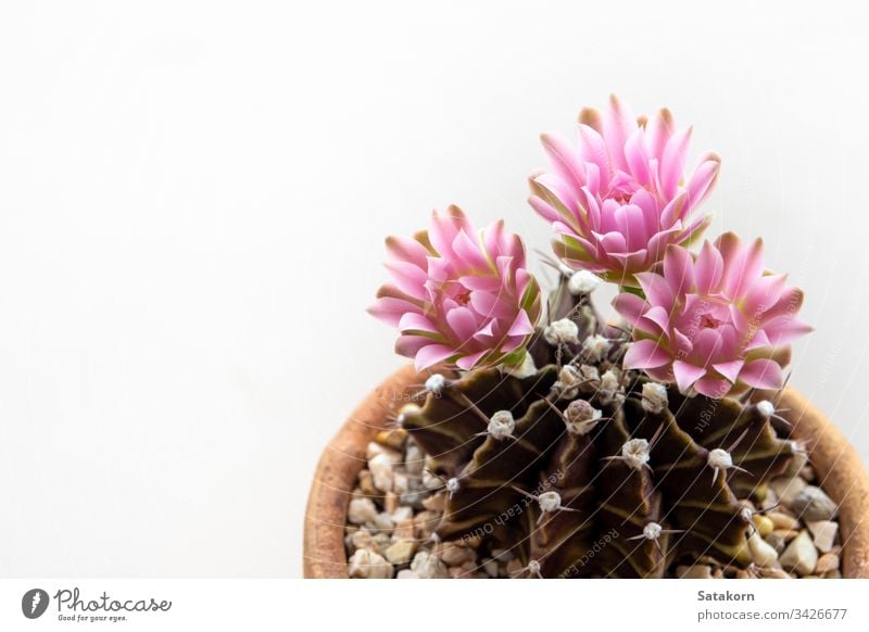 Gymnocalycium Kaktusblüte,Nahaufnahme Rosa zarte Blütenblätter rosa Blumen Sukkulente Kakteen frisch Garten Natur Stachel Botanik Blütenblatt Farbe geblümt