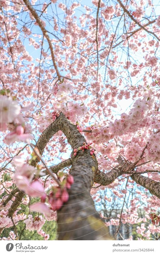Hanami, Kirschblüte, zarte rosa Blüten am Ast blauer Himmel zerbrechlichkeit Frühling Pflanze Natur Farbfoto Außenaufnahme Blume Blühend schön Nahaufnahme Duft