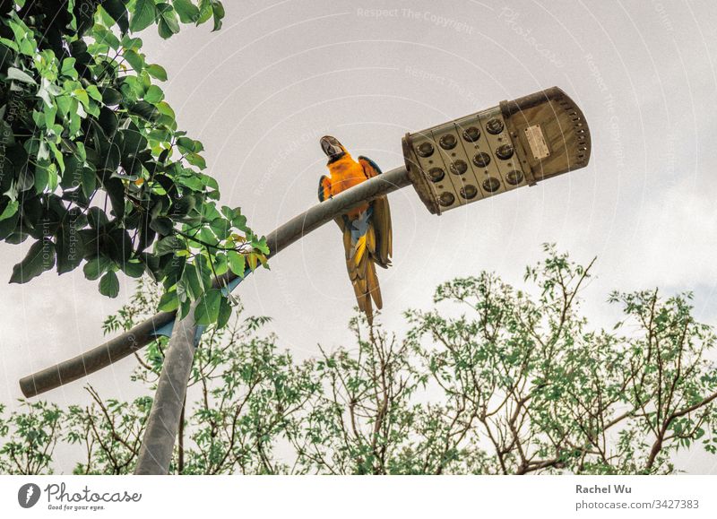 Papagei, der auf einer Straßenlaterne im Park steht Straßenleuchte im Freien Vogel Natur Baum