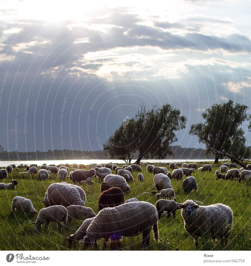 Landleben in Düsseldorf Landschaft Wolken Sonnenlicht Frühling Wiese Nutztier Schaf Herde Fressen Farbfoto Außenaufnahme Menschenleer Textfreiraum oben