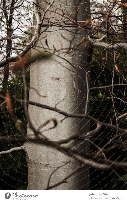 Laubbaum mit silbergrauer Rinde in Nahaufnahme Baum Silber Glanz Zweig Busch Wald Klimawandel Umweltschutz Mystik Mythos Ursprung Vertrauen Thriller Angst