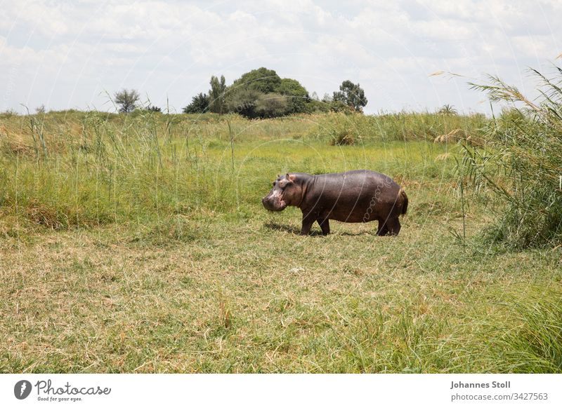 Grasendes Nilpferd am Flussufer Flusspferd Tier Wildtier Safari Afrika tödlich Gefahr Natur Wildnis Ufer Schilf Himmel Sommer Sonne Bäume Büsche grasen essen