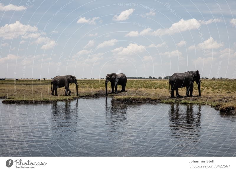 Drei trinkende Elefanten am Flussufer stehen Landschaft Afrika Sambia Botwana Namibia Safari Tourismus Dickhäuter Wildnis Wasser Steppe Savanne Himmel Wolken