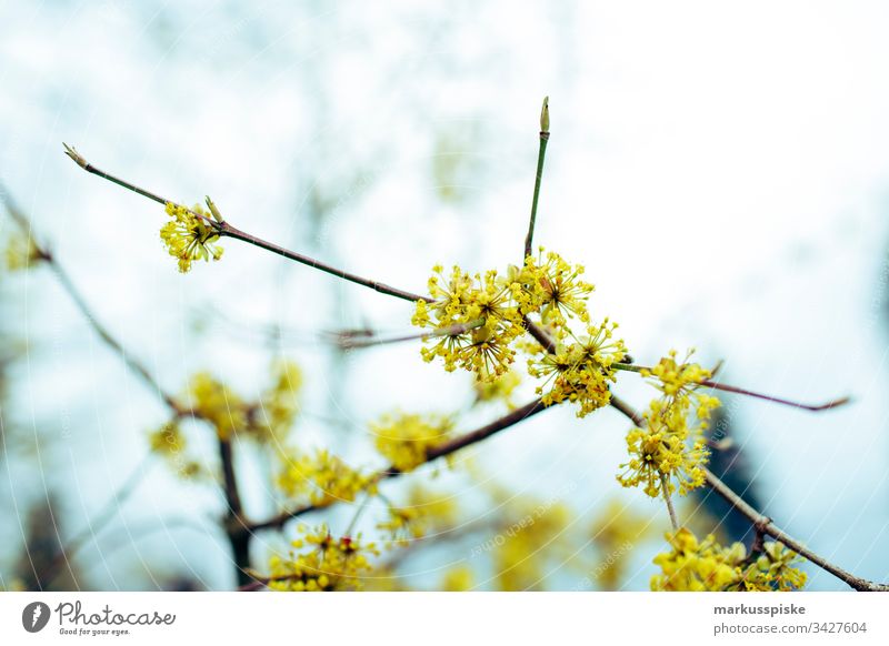 Frühlingserwachen Frühlingsblume Frühlingsfarbe Blume Blüte gelb Ast Blühend blühen