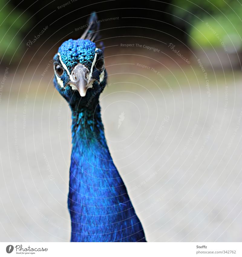 Mr. Peacock, I presume? Pfau anders aufmerksam direkter Blick Aufmerksamkeit schräger Vogel cooler Typ beobachten verrückt wachsam neugierig zutraulich