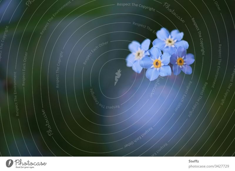 Vergissmeinnicht blühen in diesem Frühling wieder Blume Blüte blau Unschärfe schön Garten Pflanze Vergißmeinnicht Hintergrund neutral Textfreiraum Blühend