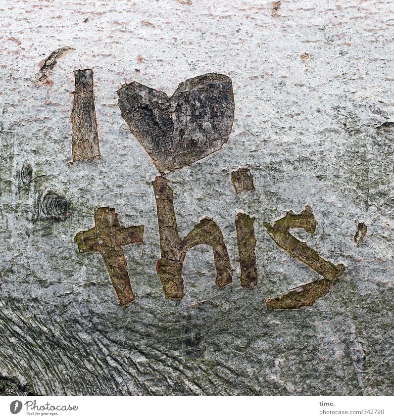 Verliebt in die Westküste Baum Baumrinde Totholz Strandgut Zeichen Schriftzeichen Graffiti Gefühle Lebensfreude Begeisterung Euphorie Liebe Verliebtheit Treue