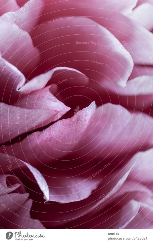 Rosa Blütenblätter einer Pfingstrose rosa Blume Detailaufnahme Frühling Blühend Pflanze Stimmung Romantik Floristik elegant Duftpflanze Makrofotografie schön