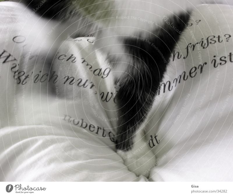 Der Sprung ins Bett Pfote Katze Fell Polster Kissen Text Gedicht Lyrik schwarz weiß Häusliches Leben Schriftzeichen