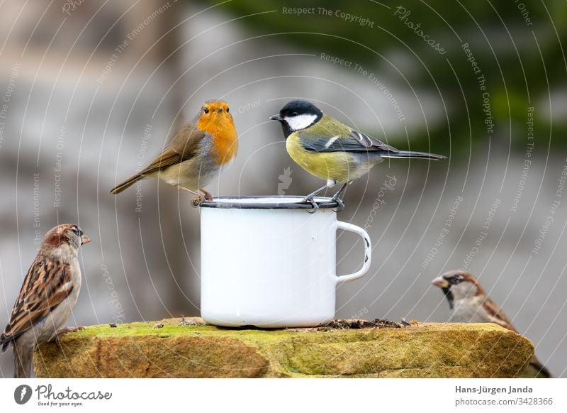 Zwei Vögel sitzt auf dem Rand einer Blechtasse vor unscharfem Hintergrund Tisch Vogel Kohlmeise Becher Garten essen Lebensmittel Futter Zuführung wild grün