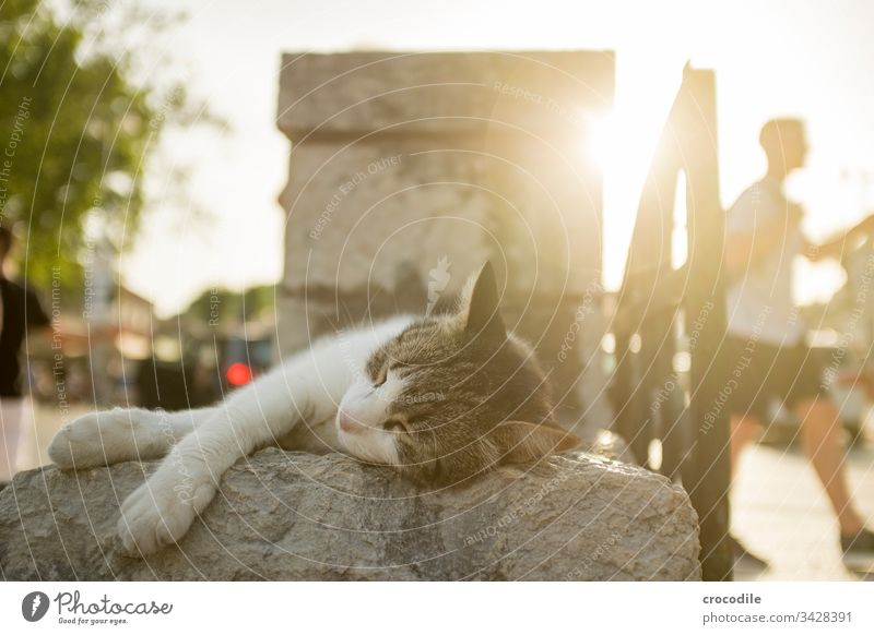 schlafende Katze Gegenlicht ausruhend Straßenkatze Kroatien Dubrovnik Tourismus Altstadt