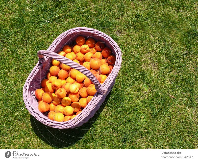 Sommer, komm doch! Lebensmittel Frucht Aprikose Ernährung Picknick Bioprodukte Vegetarische Ernährung Gesunde Ernährung Gras Korb Essen frisch Gesundheit lecker