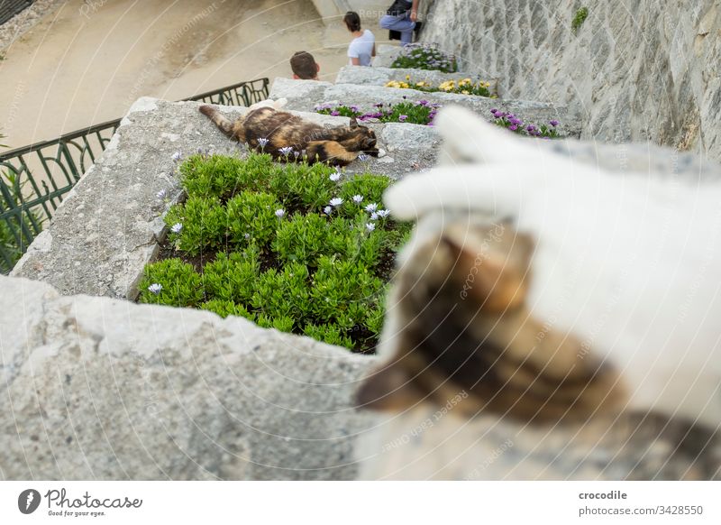 Zwei Katzen liegen auf Blumenterassen Kroatien Beet Menschen Zadar Touristen unschärfe schlafen ruhen faulenzen friedlich beobachter