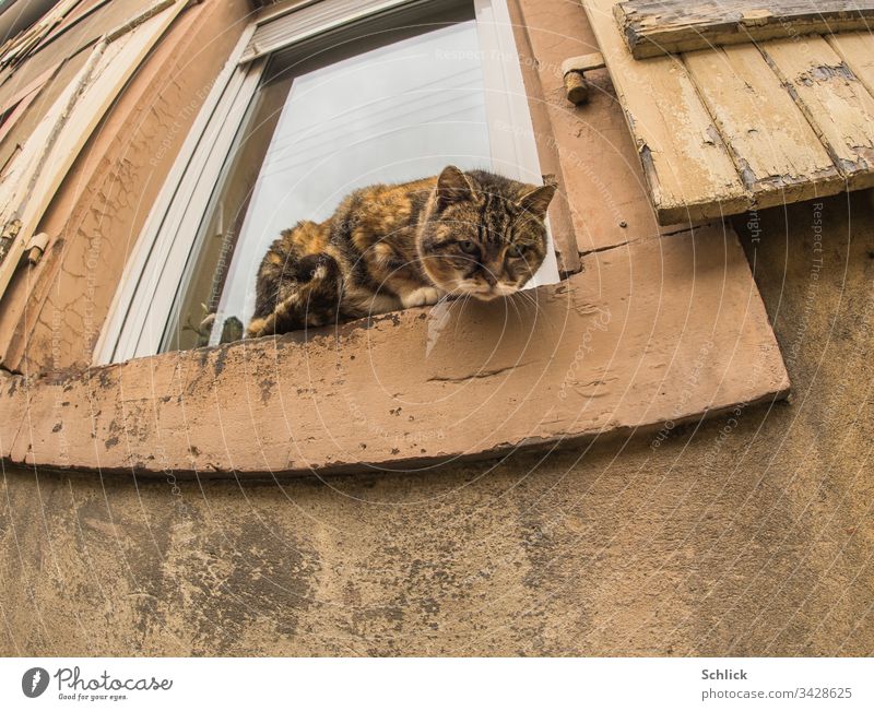 Katze schaut von einem alten Fenstersims sprungbereit nach unten zur Kamera Froschperspektive Fensterbank Außenaufnahme Fisheye Hauskatze Altbau Verzerrung