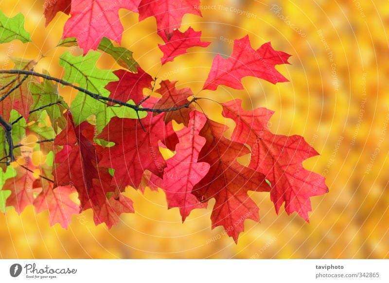 bunte Blätter im Herbst Tapete Natur Blatt Park Wald alt Traurigkeit verblüht braun gelb gold rot Farbe orange Symbole & Metaphern fallen farbenfroh Hintergrund