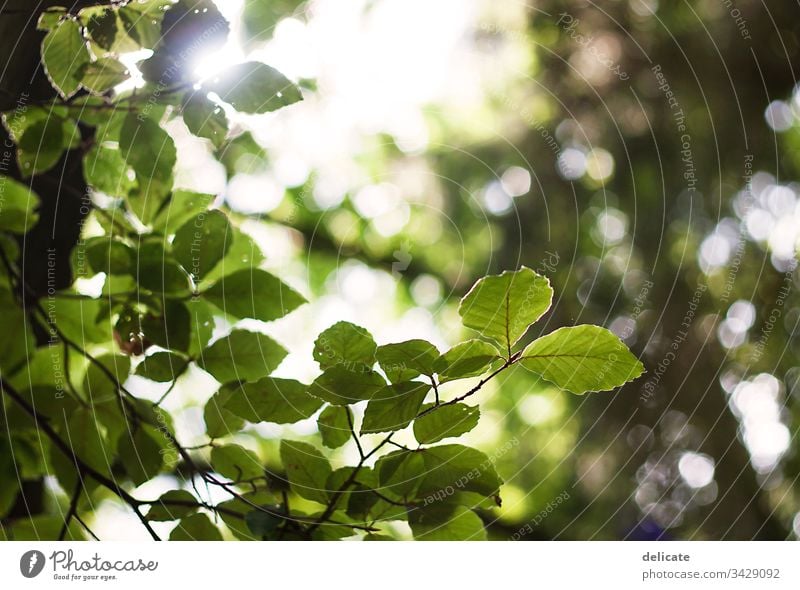 Blättermeer Lichterscheinung Sonnenstrahlen Gegenlicht Kontrast Sonnenlicht Blattgrün Laubbaum Gedeckte Farben Schwache Tiefenschärfe Ast Sträucher Auszeit