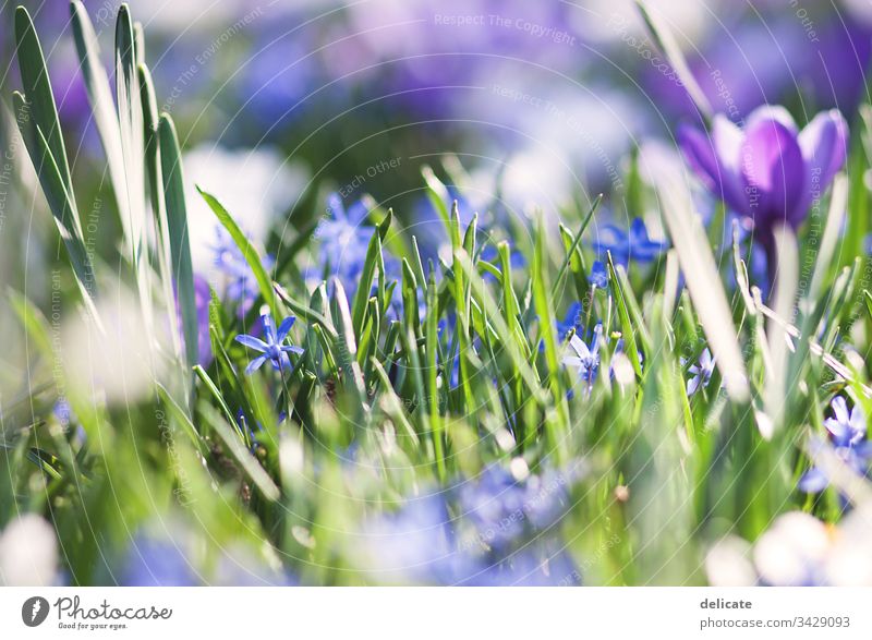 Krokusse Krokusblüte Blumenstrauß Frühling Blüte Pflanze violett Natur Nahaufnahme Garten Blühend Außenaufnahme Farbfoto Makroaufnahme Schwache Tiefenschärfe