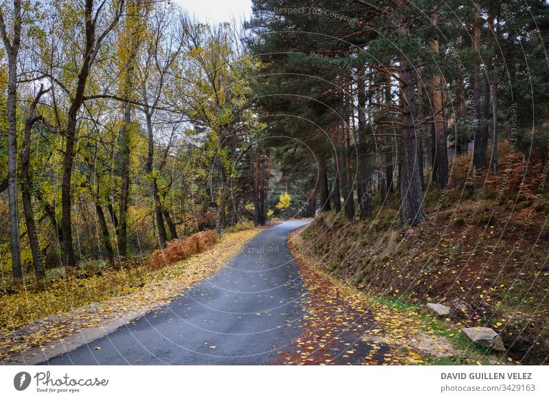 Waldweg im Herbst gelb rot Kontrast Feld ocker Blatt Weg gefallen Regen Natur Sicherheit bewältigen Licht Selbstvertrauen für Pflanze verirrt Einsamkeit