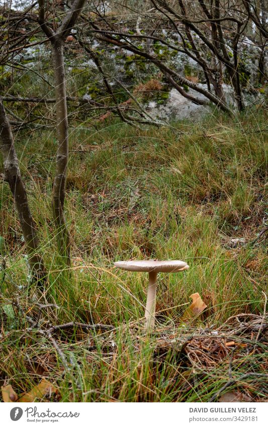 Mittlerer weißer Pilz im Wald Spuren Weg Herbst Regen Regenwald Kontrast grün Feld Baum ocker Natur bewältigen Selbstvertrauen Licht Einsamkeit verirrt