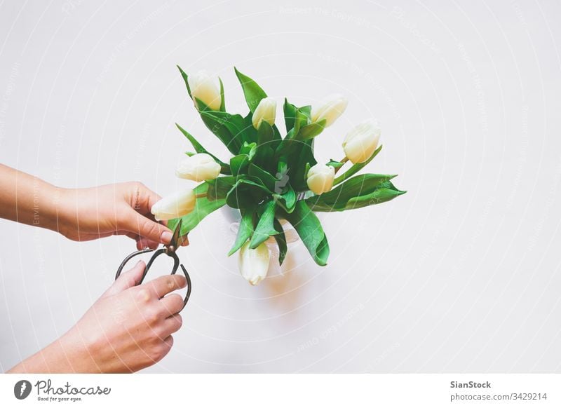 Frauenhände Pflege des Straußes weißer Tulpen vereinzelt Hintergrund Tag Blumenstrauß Vase Schere Frühling Natur grün schön geschnitten Schneiden Mütter Raum