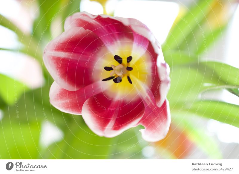 Tulpe Tulpenblüte Blume Blüte Pflanze Natur blühend Nahaufnahme Makroaufnahme Frühling Farbenfroh grün rot gelb Blumenstrauß
