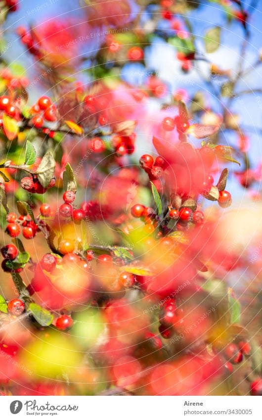 Vorfreude | auf einen goldenen Herbst Beeren rot Sträucher Sonnenlicht Licht hellgrün Farbe Zwergmispel Schönes Wetter Beerensträucher Sonnenstrahlen Frucht