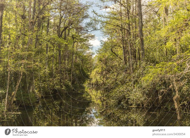 Everglades Florida Sumpf Farbfoto Außenaufnahme Natur Landschaft Wasser Baum Umwelt Wald ruhig Teich Pflanze grün Sträucher USA Moor Gras Menschenleer
