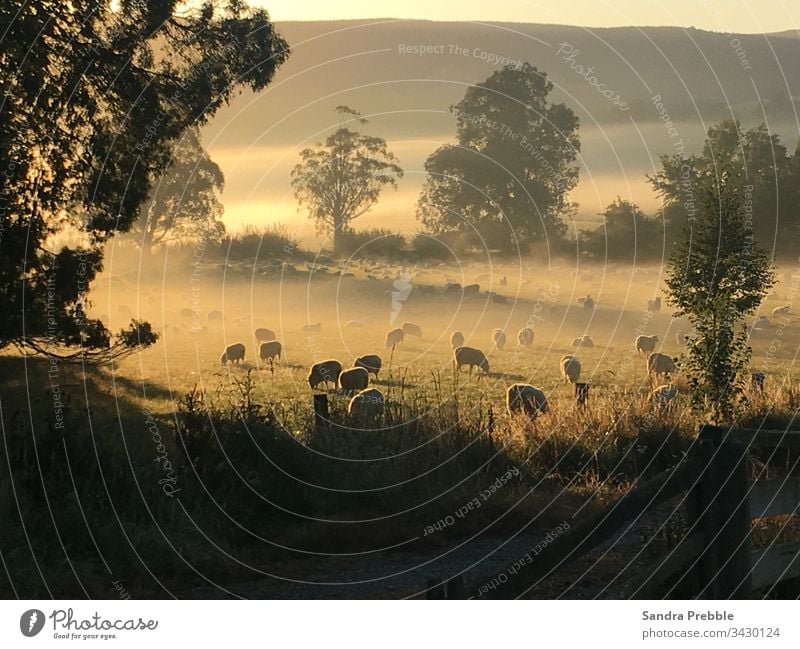 Schafe grasen in einer nebligen Koppel, während die Sonne aufgeht Herbstmorgen Schafzucht nebliger Morgen friedlich Sonnenaufgang mit Nebel goldene Stunde