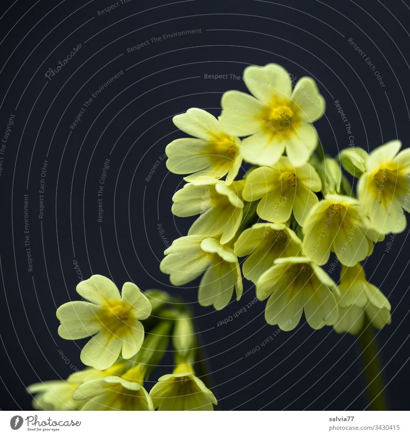 gelbe Schlüsselblume vor schwarzem Huntergrund Natur Pflanze Blume Blüte Makroaufnahme Nahaufnahme Frühling Farbfoto Außenaufnahme Freisteller