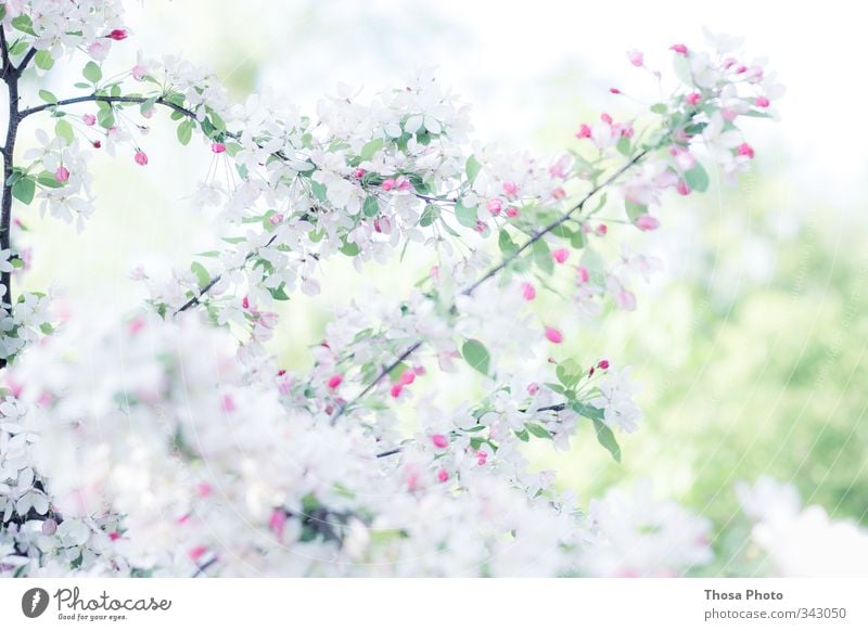 Schneeweiß Natur Frühling Sommer Baum Blüte Grünpflanze grün rosa rot Kirsche Farbfoto Nahaufnahme Detailaufnahme Tag
