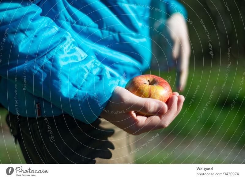 Apfel Picknick Kind Wandern Obst Gesunde Ernährung Farbfoto Vegetarische Ernährung Bioprodukte Gesundheit Außenaufnahme Frucht Lebensmittel frisch Tag Essen