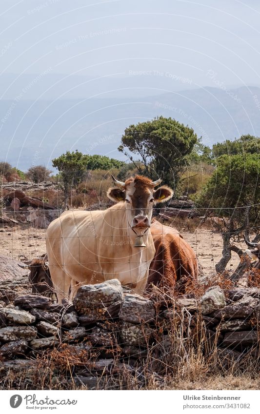 Hörnertragende Kuh mit Glocke auf Sardinien Kuhglocke Landwirtschaft Farm Bauernhof Milchwirtschaft Mauer Zaun Herde Hochebene Hof Viehhaltung Viehzucht Blick